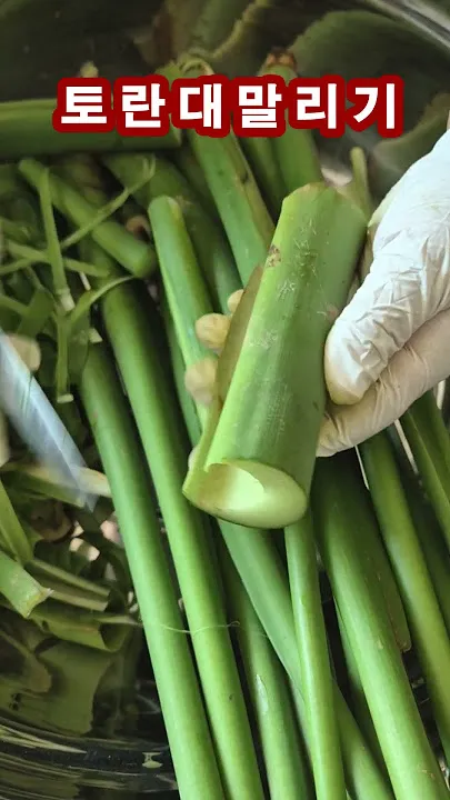 토란대 손질방법 말리는 방법을 정리_5
