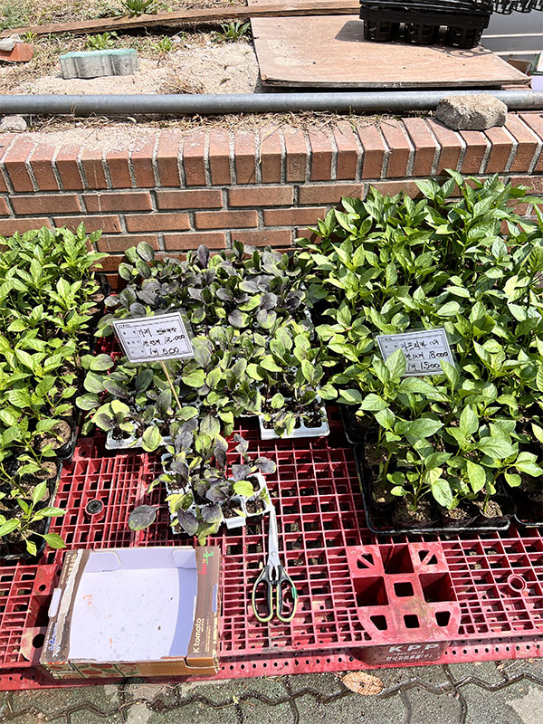 창동 하나로마트에서 판매 중인 다양한 모종들