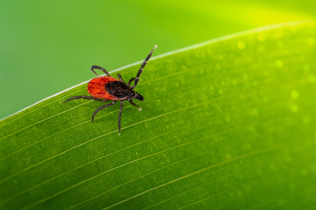 집먼지 진드기 물린자국