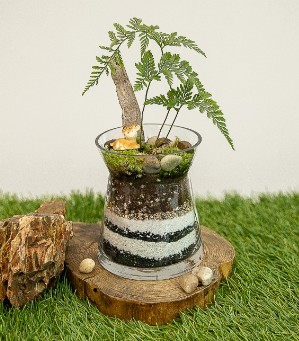 푸른 이끼의 야생 숲 '이끼 테라리움'