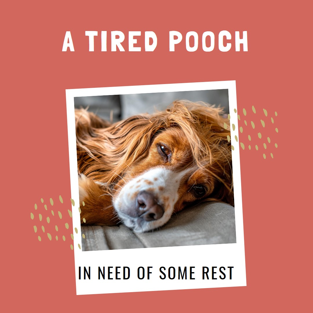 Dog-tired 개 피곤하다