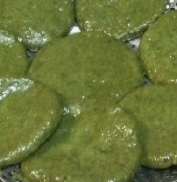 쑥 효능 부작용 칼로리 요리