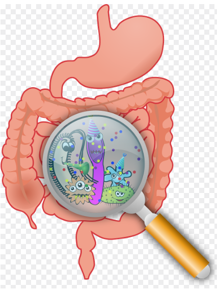 현대인의 장 건강: 가공식품과 스트레스가 장내 환경에 미치는 영향