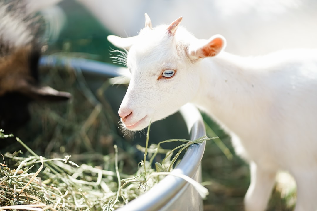 'Goat'