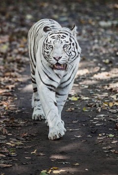 백호살 관련 사진