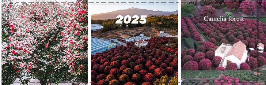 제주 겨울 동백꽃 명소 TOP 5 & 여행 팁 (2026 겨울·초봄)