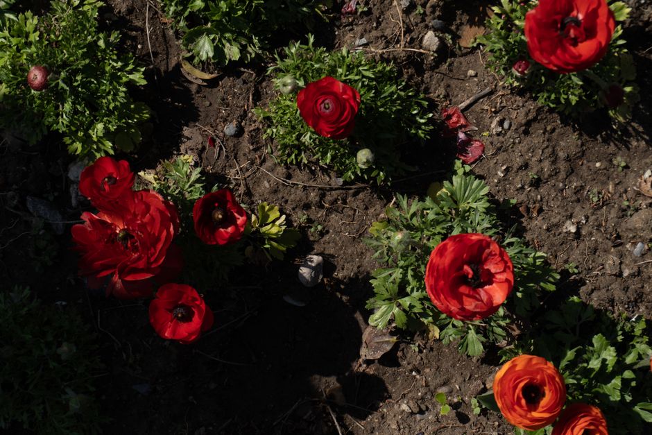 Bright red ranunculus flowers bloom vibrantly in a Baku garden, capturing the essence of spring.