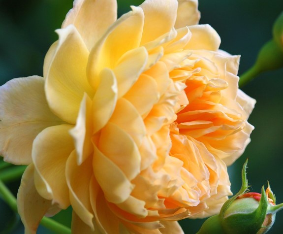 2025년 고양국제꽃박람회 일정 + 입장권 사전예매 방법 총정리