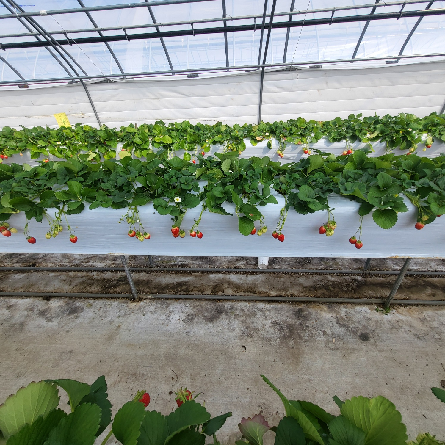 청주 딸기 체험, 딸기 케이크 만들기 (가산딸기 강추!!)