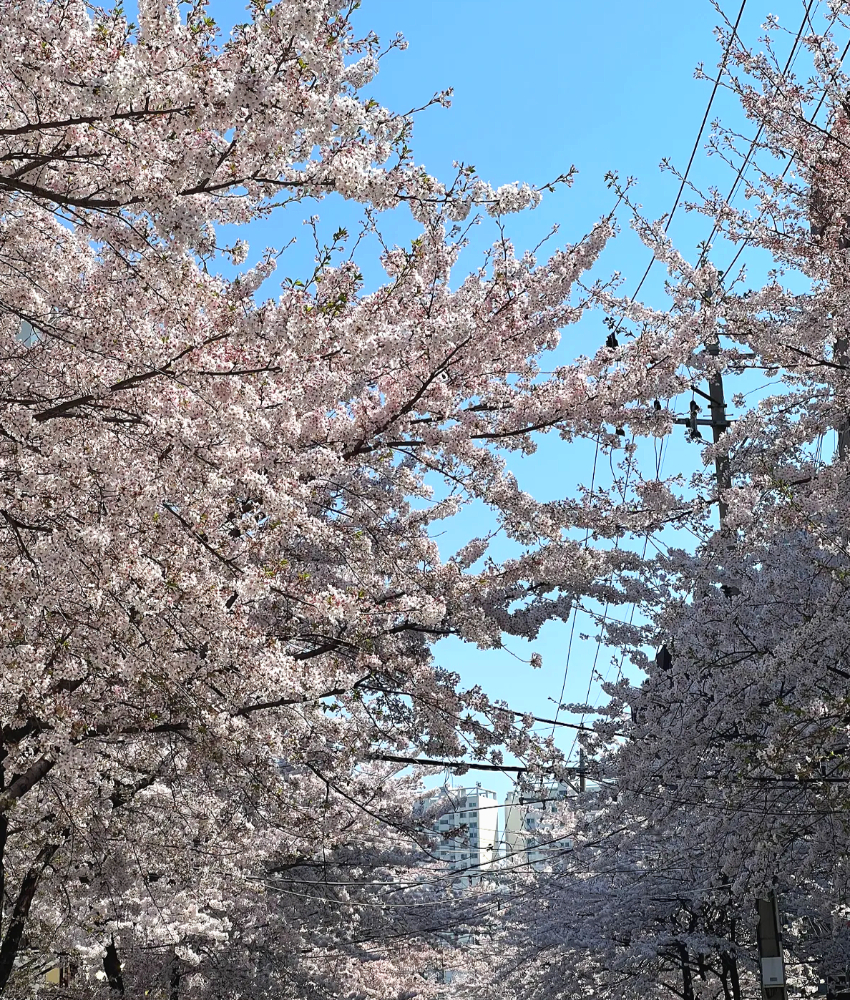 합정동 숨겨진 벚꽃 명소1-2