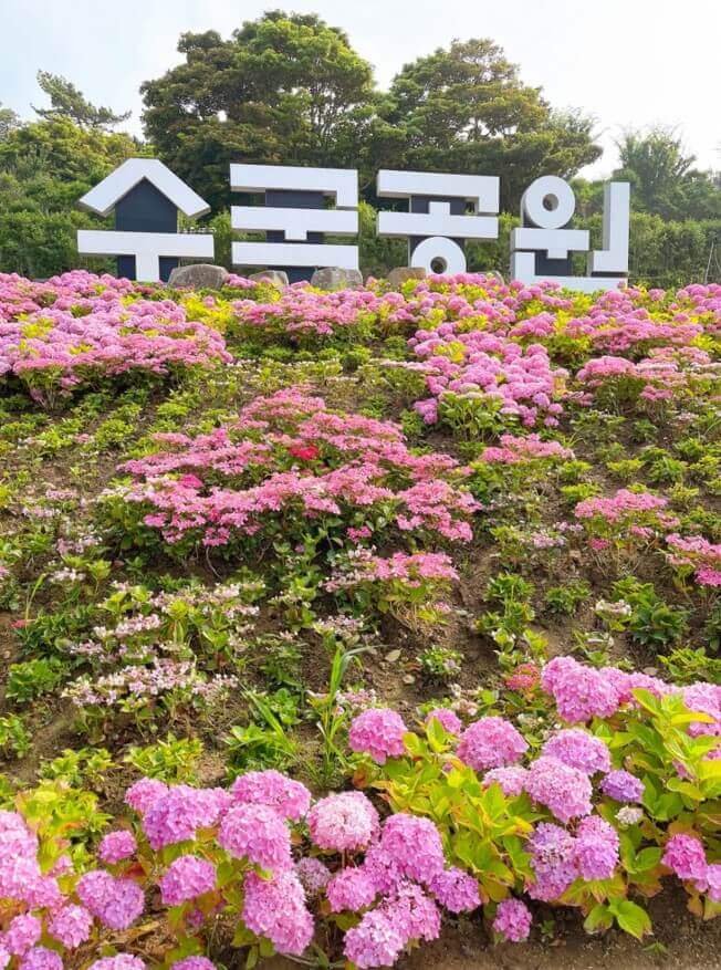 신안섬수국축제