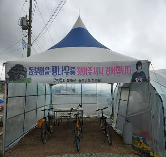 창원북부리팽나무