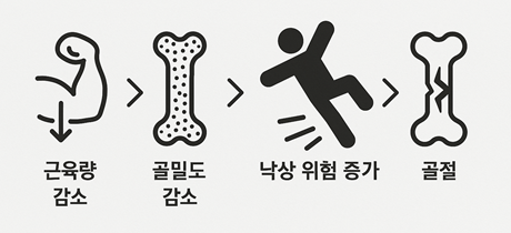 근육저하 방치 시 악순환_근육량 감소 &gt; 골밀도 감소 &gt; 낙상 위험 증가 &gt; 골절
