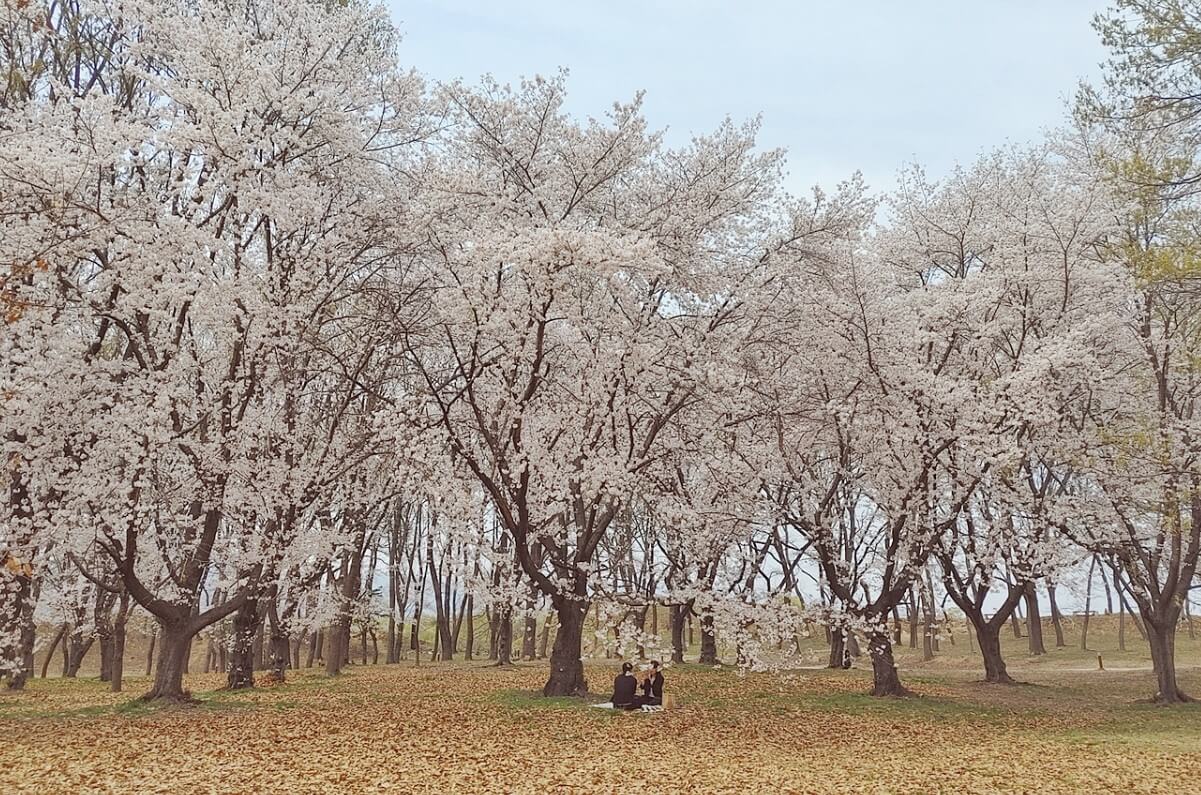 월성 벚나무 숲