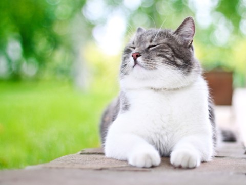 고양이13