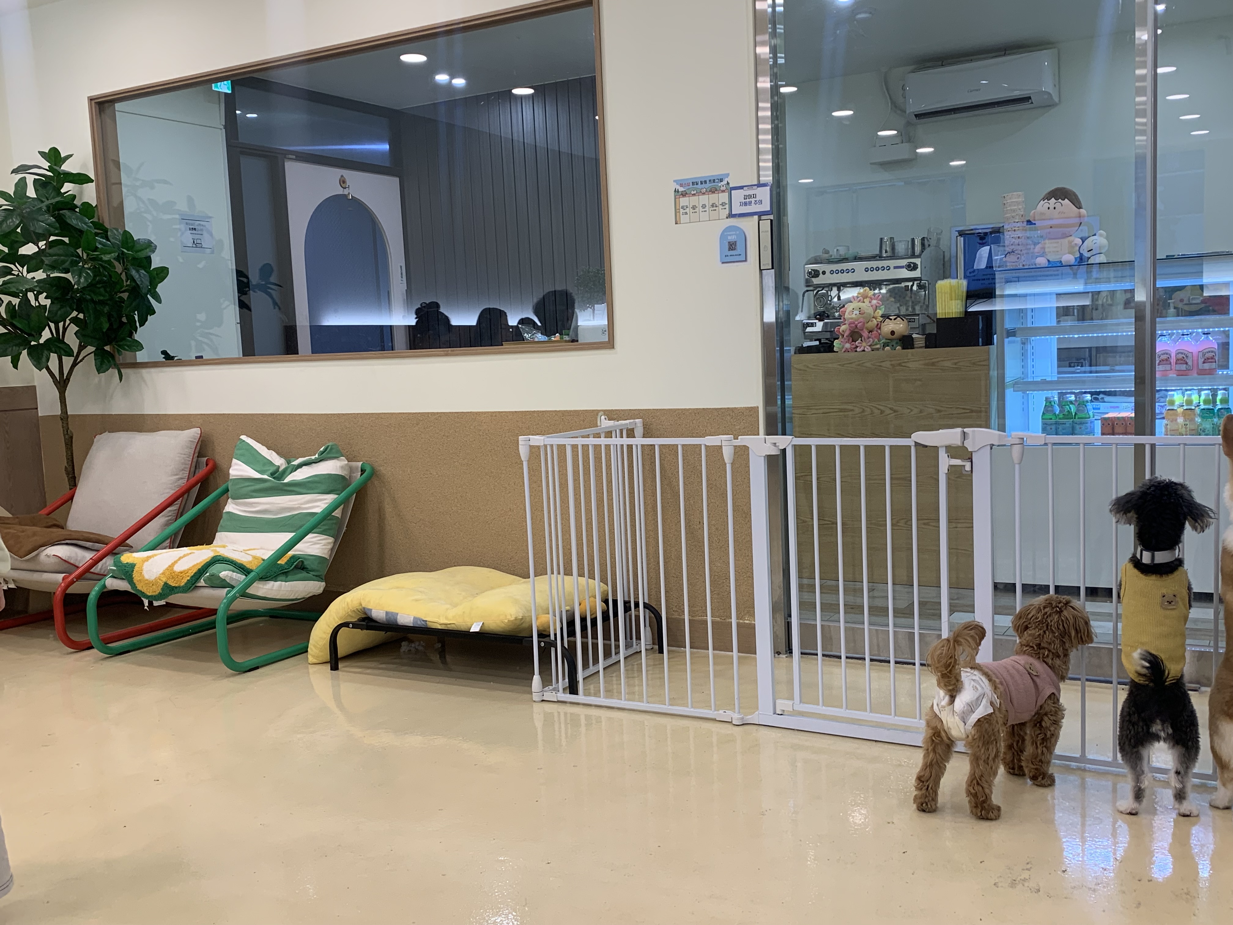 부천 부천시청 애견카페 애견유치원 애견호텔 멍스냅