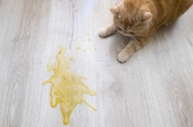 생각에 잠긴 고양이.