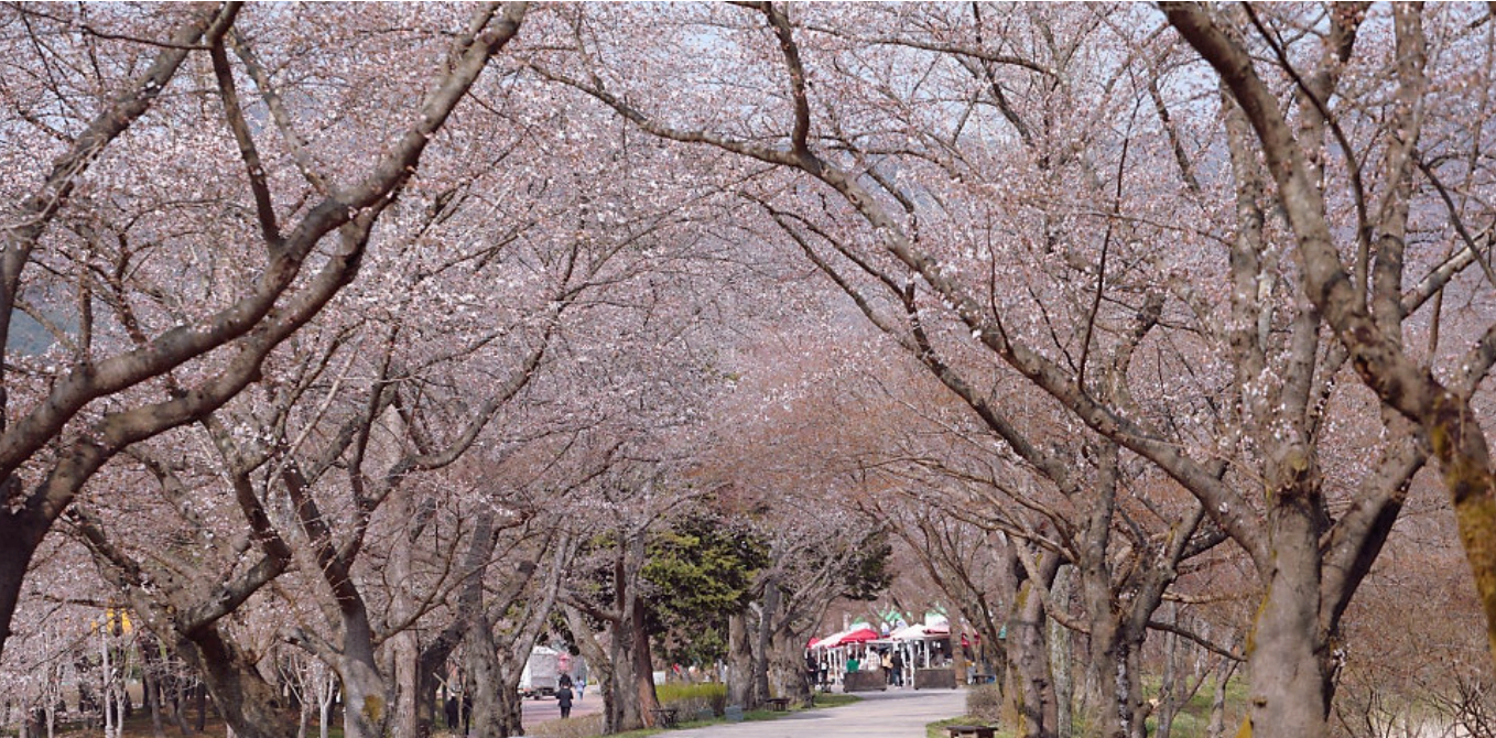 [4월 축제]사계절의 모습이 다 아름다운 고창 선운사❘동백꽃, 홍매화 사진 이벤트