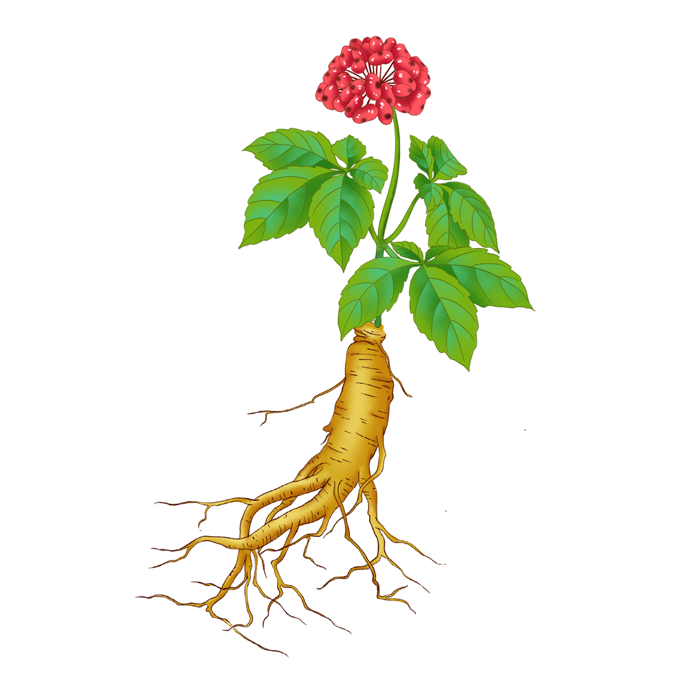 산양삼 복용법 뇌두를 먹으면 어떻게 되나