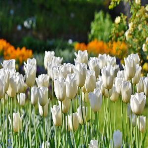 태안 튤립축제 &amp; 사진 명소 총정리