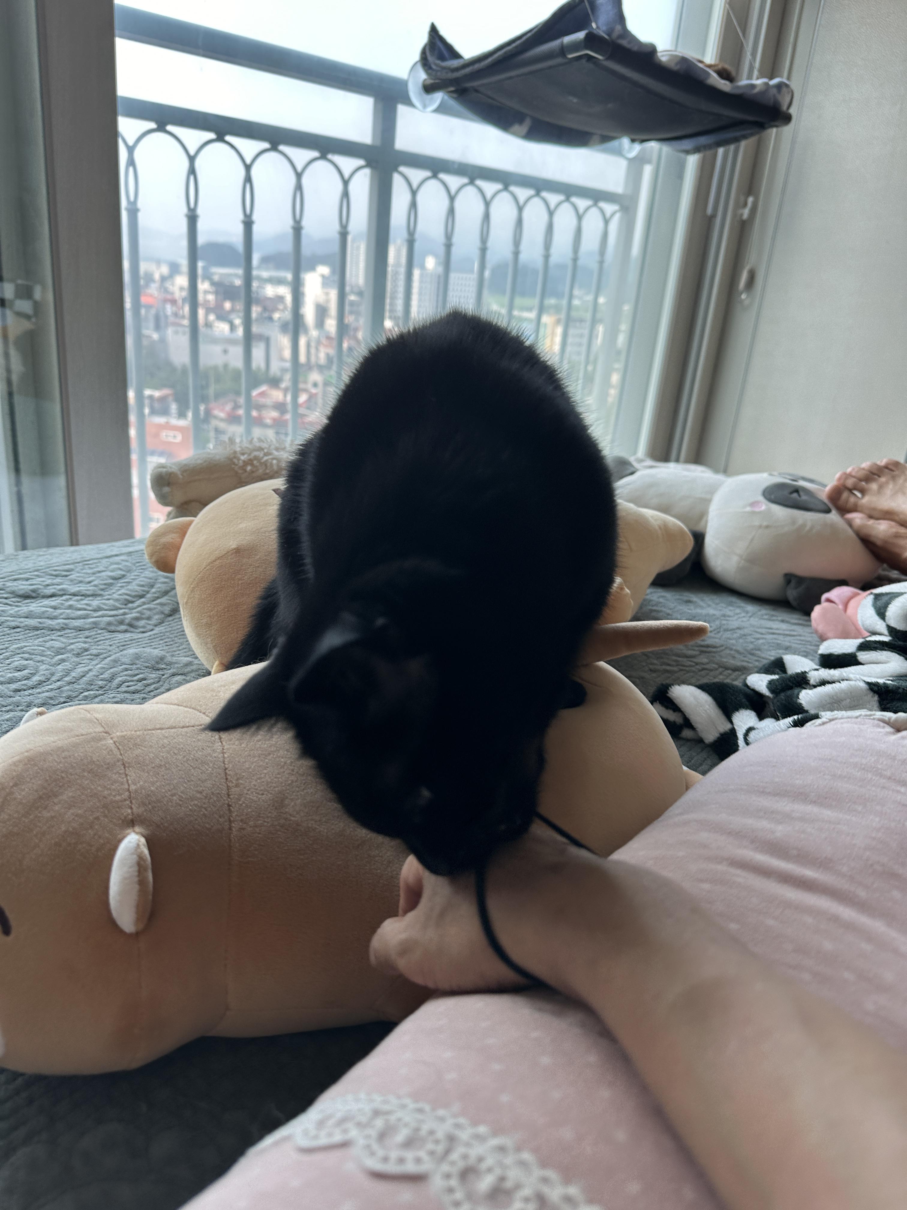 엄마_손목에_머리끈으로_놀고_있는_올블랙고양이_black_cat_건이