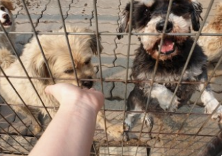 애견보호소에 대해서 알아보자.