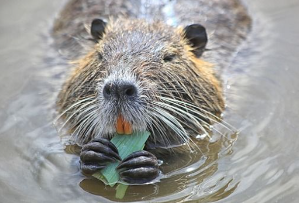 뉴트리아 포획 지자체별 포상금 서류 신청방법