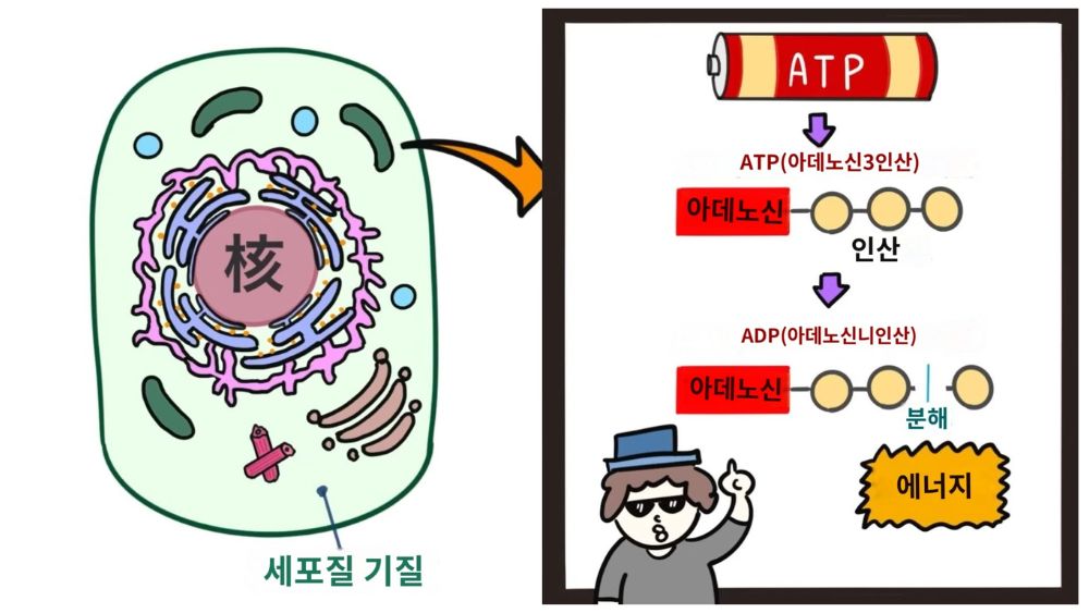 세포의 구조와 기능
