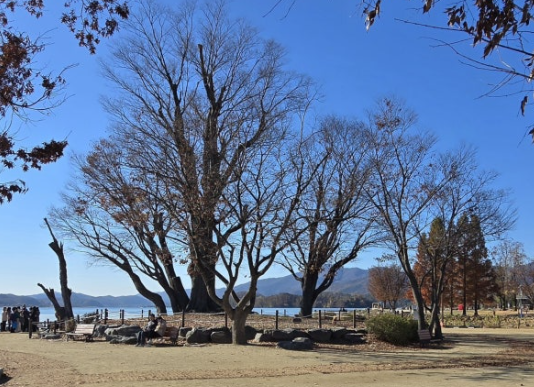 두물머리 느티나무