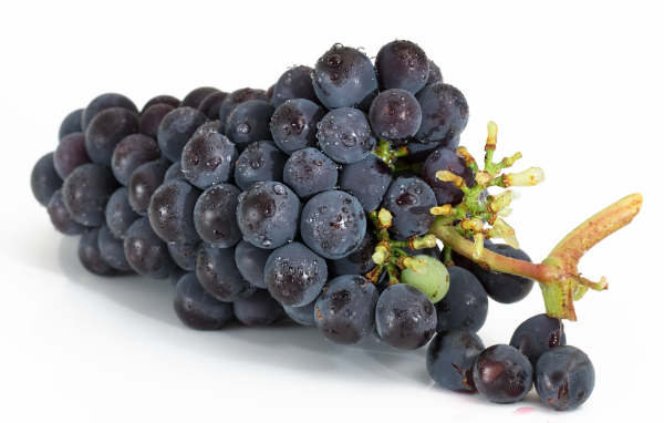 항산화음식_포도