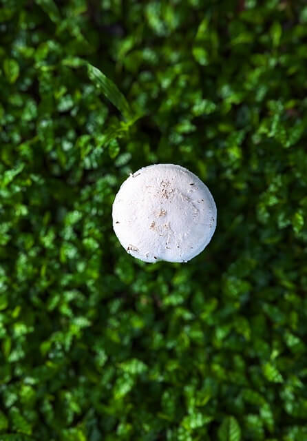 진균은 자연계에서 어떤 역할을 하는가: 분해자로서의 기능