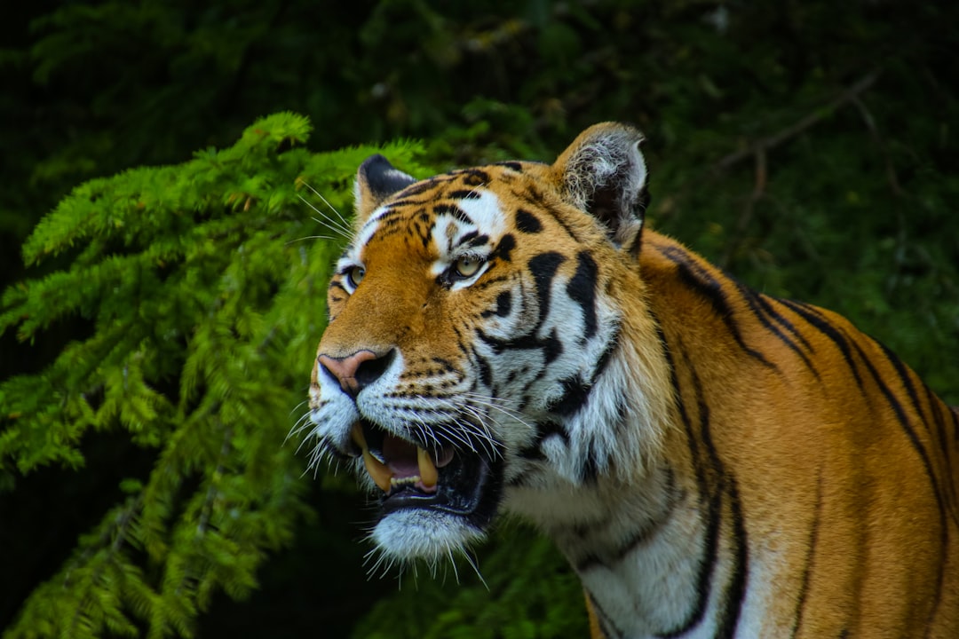 tiger