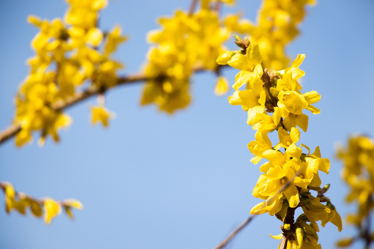 응봉산 개나리 서울 도심에 봄의 향연 여행기