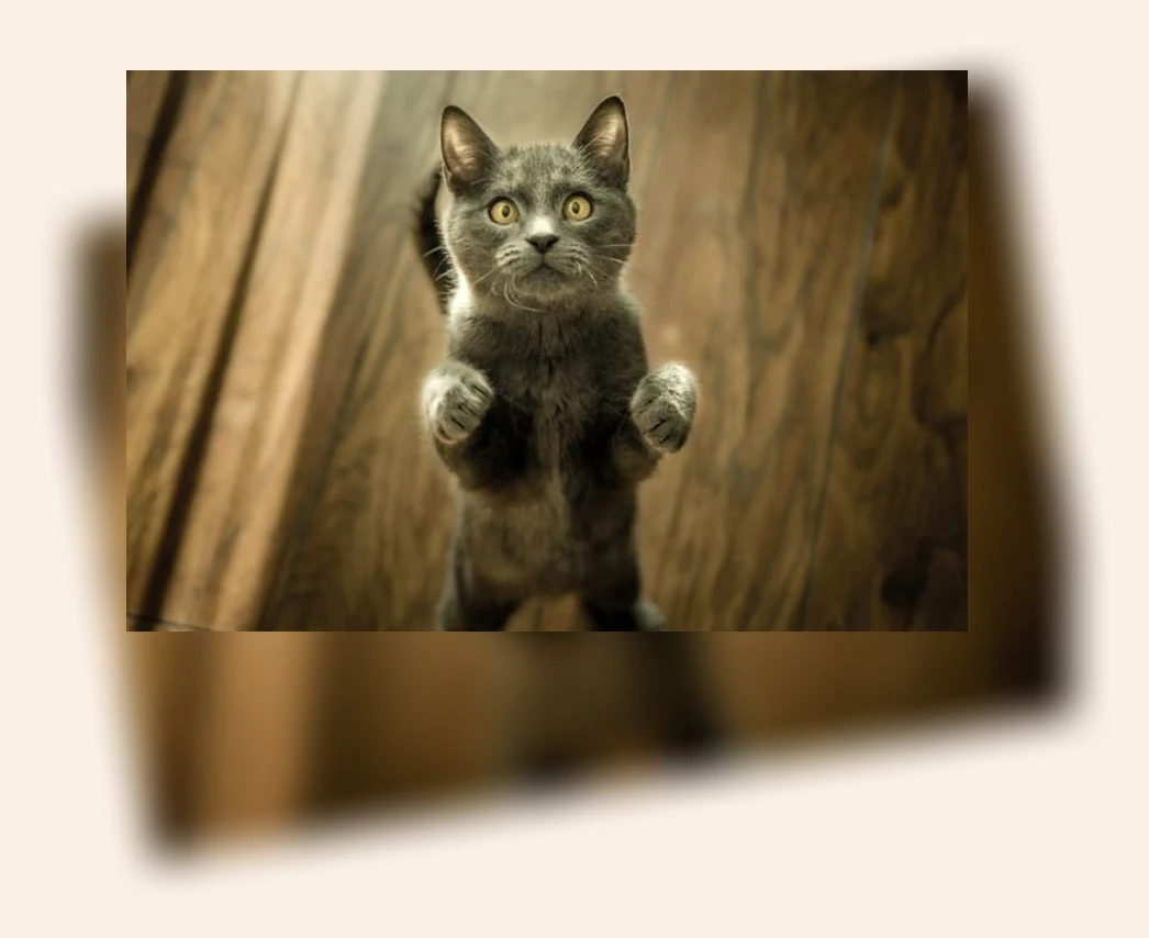 고양이 피부 보습_3_subsection