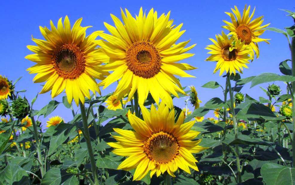 강주 해바라기 축제