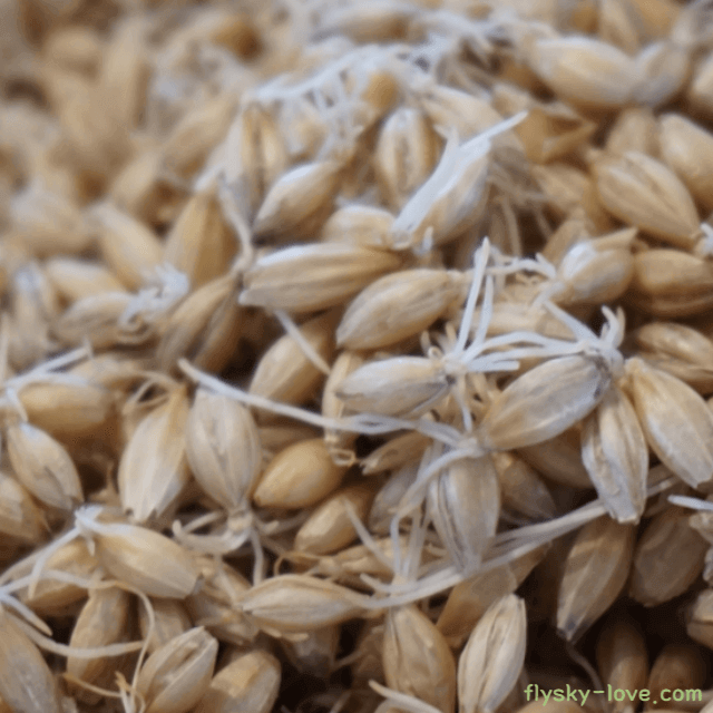 맥주의 주 원료 보리 맥아