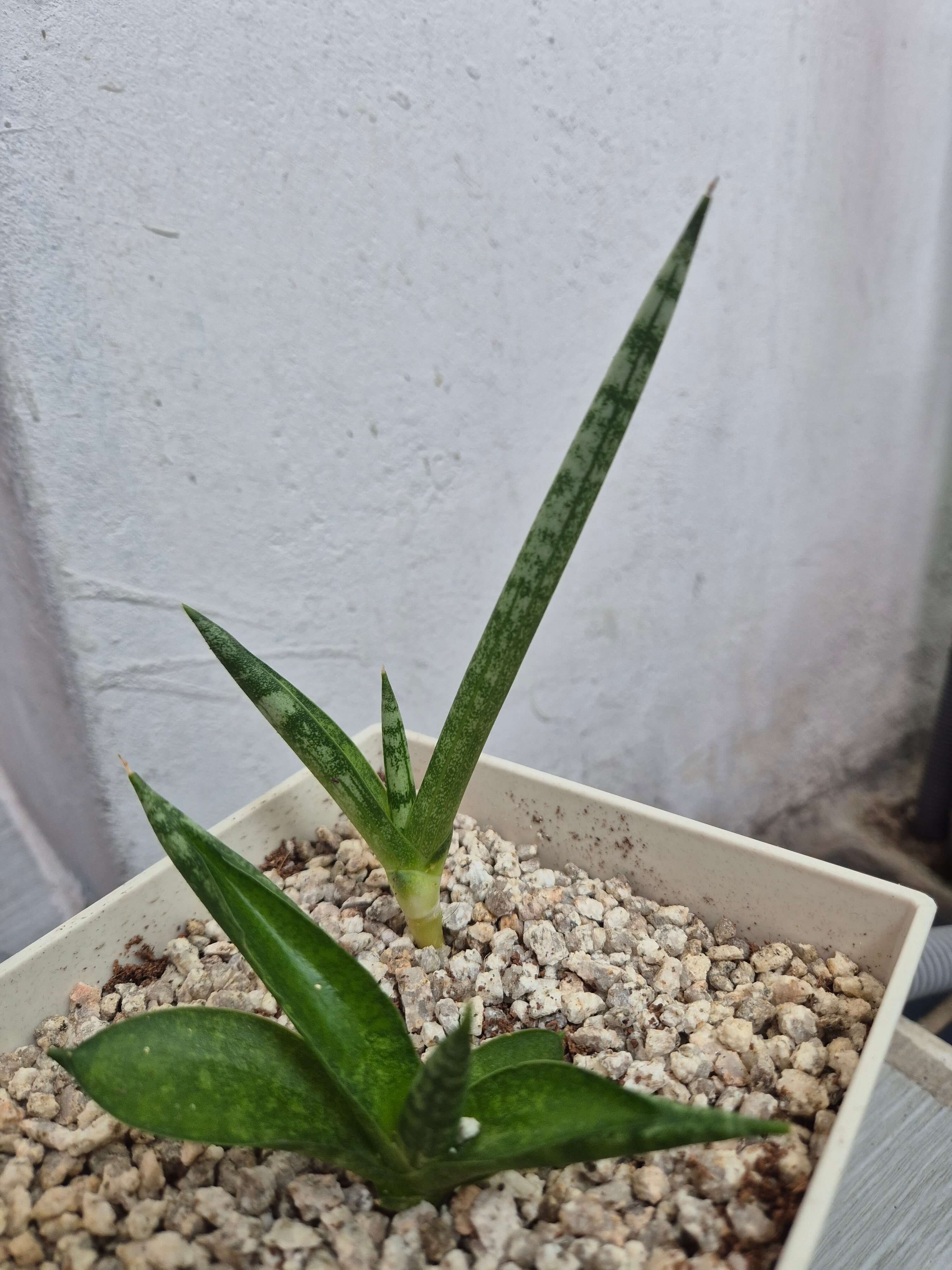 스투키와 관련된 사진입니다.