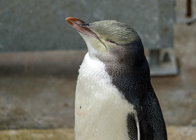Yellow eyed penguin