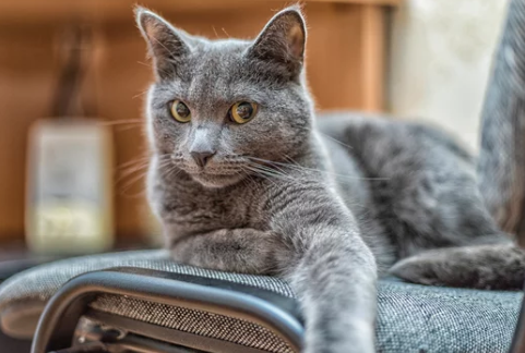 Russian Blue Cat/출처:어도비스톡