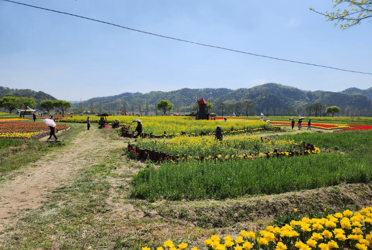 낙동강 유채꽃 개화상황2