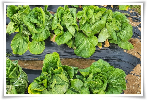 "남은 김장 배추 보관법" 땅속에 묻기/냉장/냉동 보관 등 오래 보관하는 법!