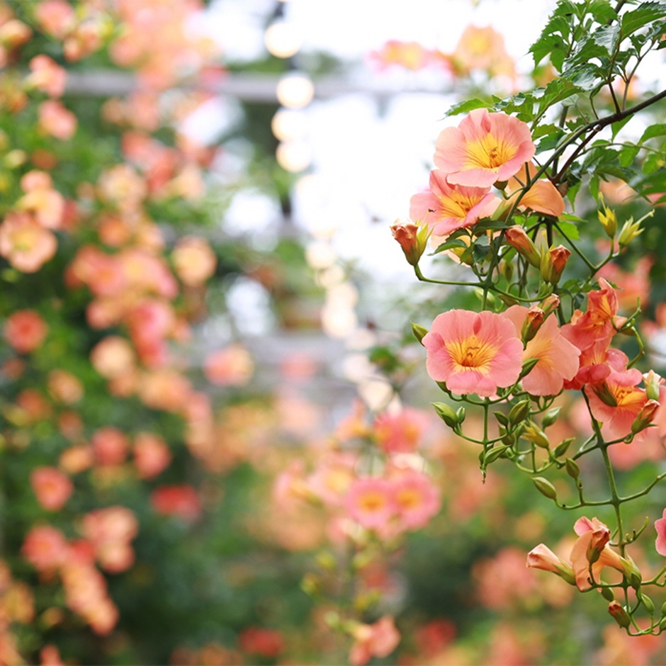제주 비체올린 능소화축제