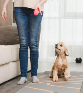 분리불안 릴렉세이션 프로토콜 하는 예