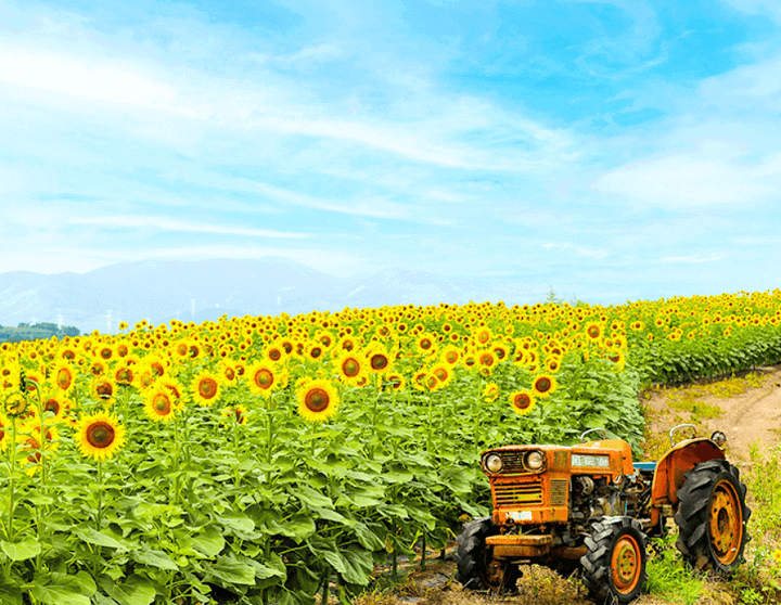 강주 해바라기 축제
