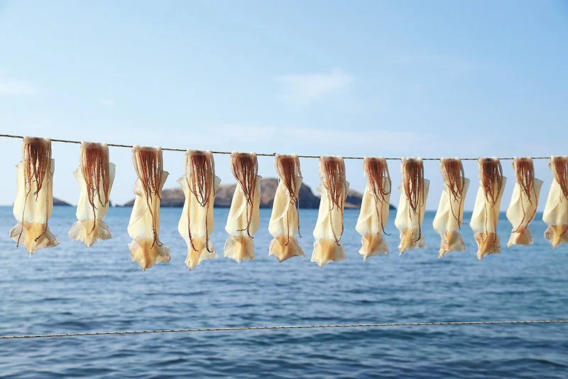 갑오징어-생산지