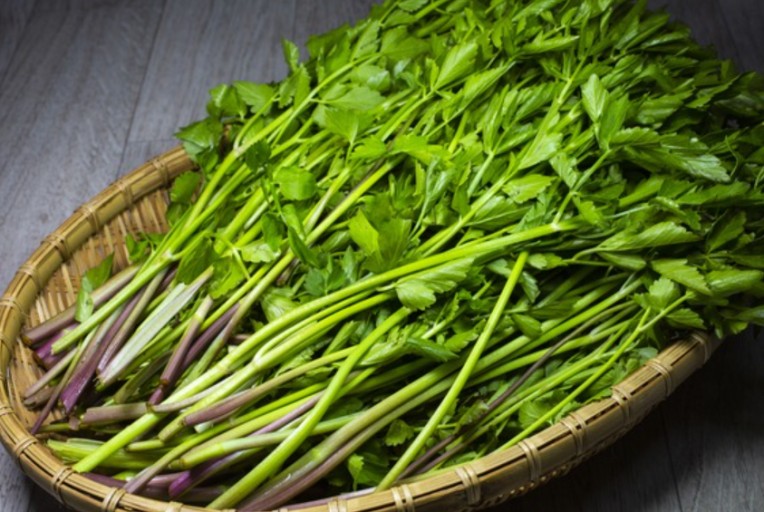 미나리관련사진