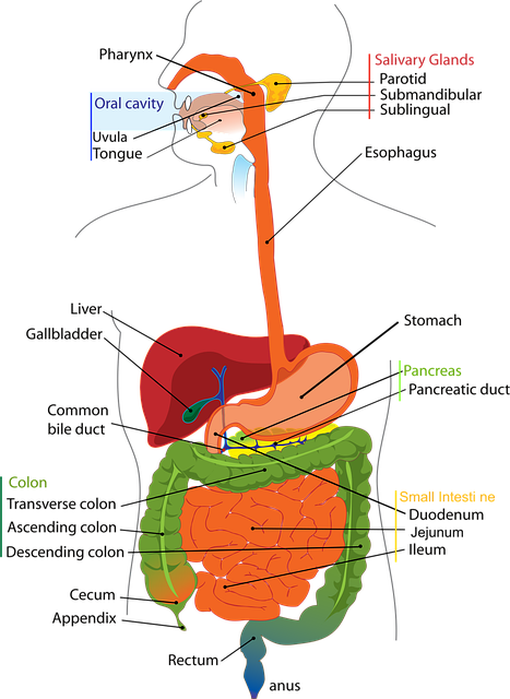 유산균 추천 유산균 고르는 방법