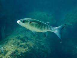 2024 무안 겨울 숭어 축제 기본일정과 프로그램 소개