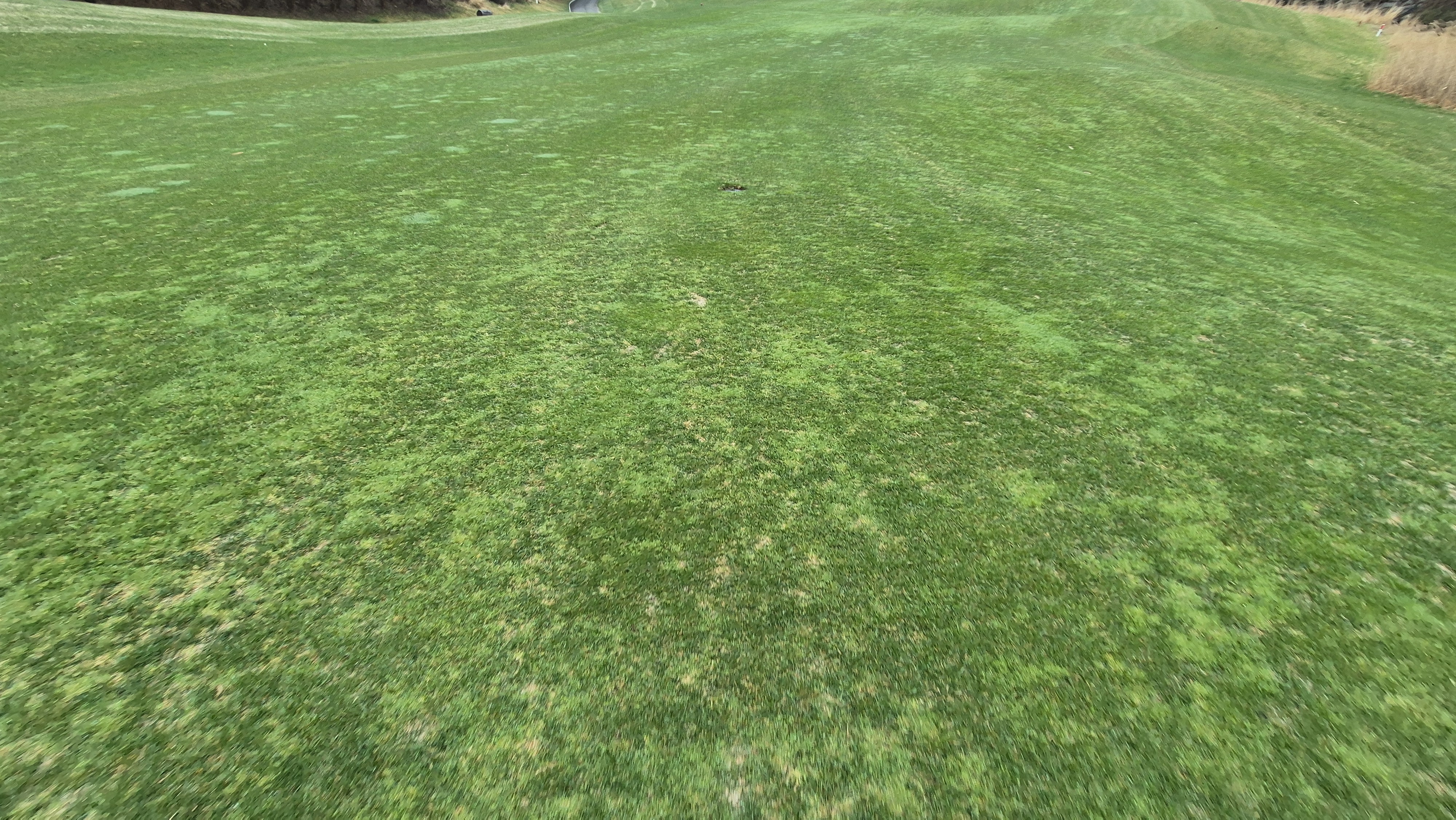 레인보우힐스cc 동-남 코스 관리 상태