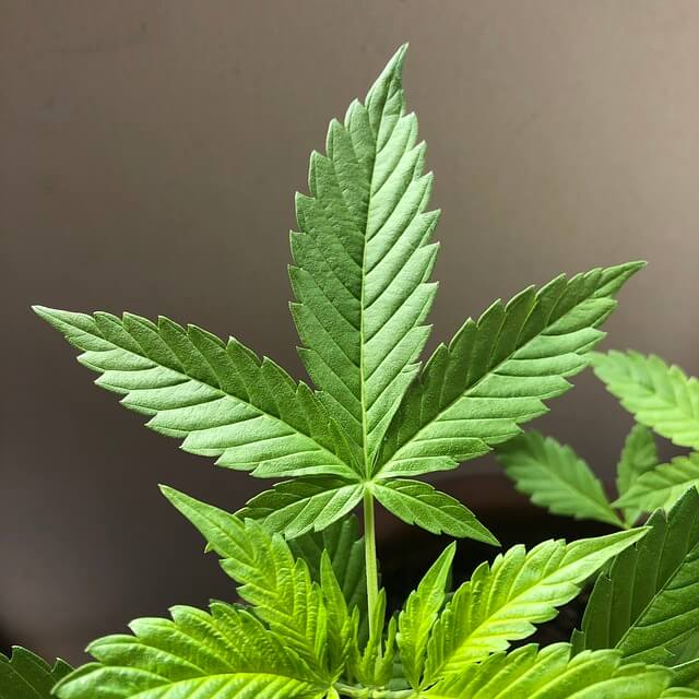 대마 종자유 부작용 확인!!